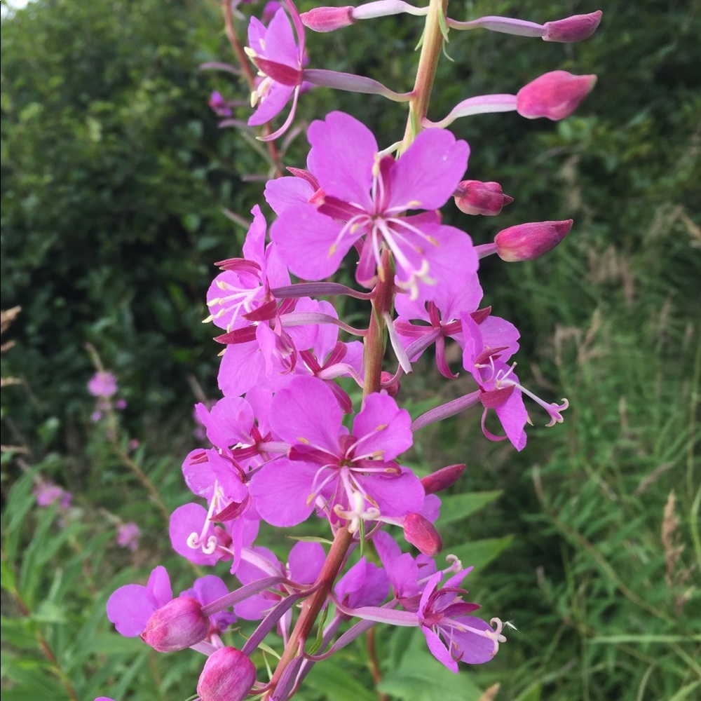 Meet your Posher, Patty